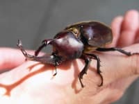 Sample of Beetle