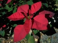 Sample 1 – Poinsettia