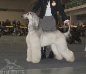 Sample 1 – Afghan hound