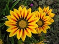 Sample 1 – Gazania