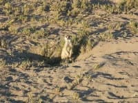 Sample 1 – Meerkat