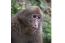 Sample 3 – Macaque