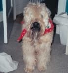 Sample 5 – Wheaten terrier