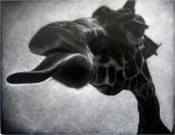 Sample 1 – Giraffe
