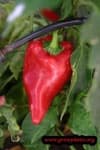 Sample 4 – Capsicum