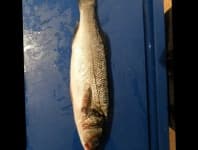Sample 3 – Sea bass