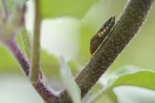 Sample 4 – Leafhopper