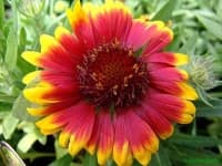 Sample 2 – Blanket flower