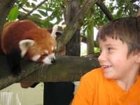 Sample 5 – Lesser panda