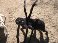 Sample 6 – Tarantula