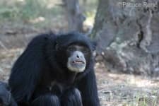 Sample 6 – Siamang