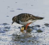 Sample 3 – Ruddy turnstone