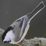 Sample 5 – Black capped chickadee