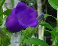Sample 1 – Canterbury bells