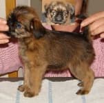 Brabancon griffon image dataset preview