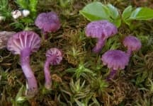 Sample 4 – Hygrocybe