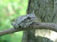 Sample 5 – Frog