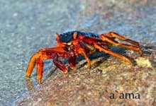 Sample 6 – Rock crab