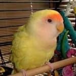 Sample 4 – Rosy faced lovebird
