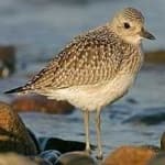 Sample of Grey plover