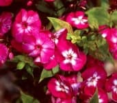 Sample 2 – Garden phlox