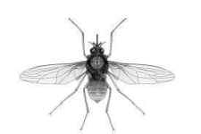 Sample 1 – Fly