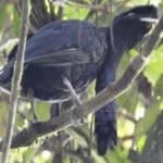 Sample 3 – Umbrella bird