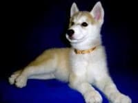 Sample 4 – Siberian husky