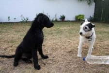 Sample 4 – Flat coated retriever
