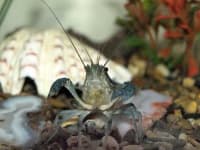 Sample 4 – Crayfish