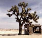 Sample 6 – Joshua tree