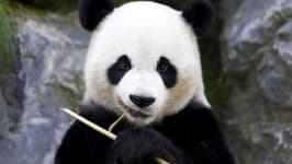 Sample 3 – Panda