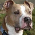 Sample 2 – Pit bull