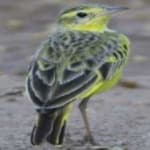 Sample 2 – Golden pipit
