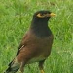 Sample 2 – Myna