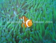 Sample 3 – Anemone fish