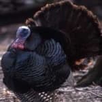 Sample 3 – Wild turkey