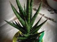 Sample 5 – House plant
