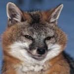 Sample 4 – Dhole