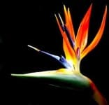 Sample 7 – Bird of paradise flower