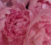 Sample 6 – Frilly