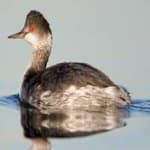 Sample 4 – Black necked grebe