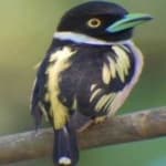 Sample 18 – Black yellow broadbill