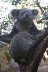 Sample 3 – Koala