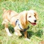 Sample 3 – Sussex spaniel