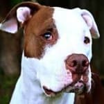 Sample 6 – Pit bull