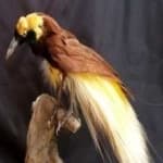 Sample 16 – Bird of paradise bird