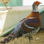 Sample 19 – Elliots pheasant