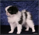 Sample 4 – Japanese spaniel