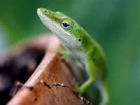 Sample 2 – American chameleon